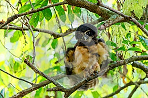 Spectacled owl in the forest photo