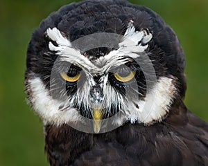 Spectacled Owl II