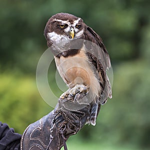 Spectacled owl, a large tropical owl