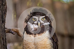 Spectacled owl portrait in nature