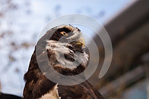 Spectacled Owl Profile Low Angle Horizontal