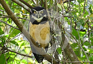 Spectacled Owl Pulsatrix perspicillata