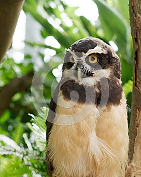 The Spectacled Owl Pulsatrix perspicillata