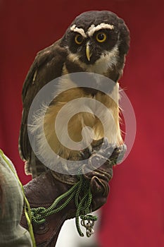 The spectacled owl Pulsatrix perspicillata.