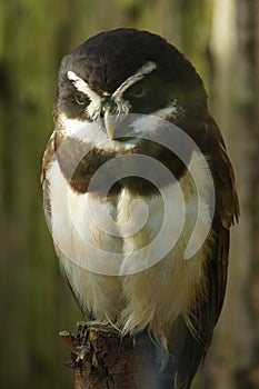 Spectacled Owl - Pulsatrix perspicillata