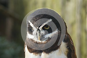 Spectacled Owl - Pulsatrix perspicillata photo