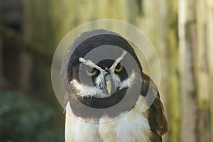 Spectacled Owl - Pulsatrix perspicillata