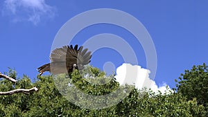 Spectacled Owl, pulsatrix perspicillata, Adult in Flight, Taking off from Branch