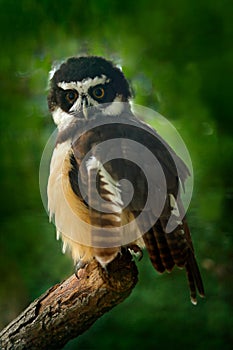Spectacled Owl, Pulsatrix perspicillata, big owl in the nature habitat, sitting on the green spruce tree branch, forest in the bac