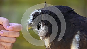Spectacled Owl Pulsatrix perspicillata Biting Human Hands