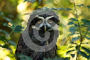 Spectacled Owl - Pulsatrix perspicillata large tropical owl native to the neotropics, breeder in forests