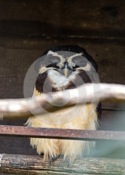 Spectacled Owl (Pulsatrix perspicillata) Perched