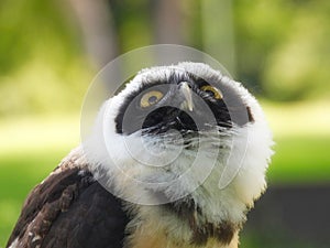 The Spectacled Owl (Pulsatrix perspicillata) Portait Close Up Macro