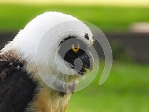 The Spectacled Owl (Pulsatrix perspicillata) Portait Close Up Macro