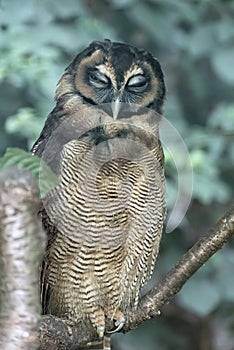 Spectacled Owl, Pulsatrix perspicillata is on the tree branch. Wild life of birds