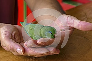 Spectacled parrotlet (Forpus conspicillatus) perched in the hands of a person, Cocora Valley, Colombia, South America