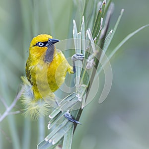 Spectacled Weaver in Kruger National park, South Africa