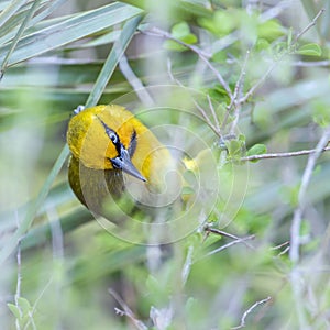 Spectacled Weaver in Kruger National park, South Africa