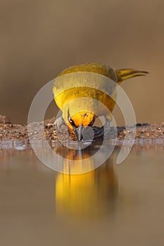 The spectacled weaver Ploceus ocularis in the small pond. A small yellow weaver drinks from a small waterhole. Yellow bird on a