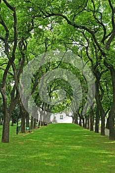 Spectacular alley with arched coiled trees.