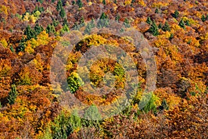 a spectacular autumn colors trees in the forest