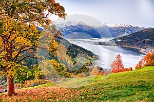 Spectacular autumn view of lake meadows trees and mountains in Sell Am See