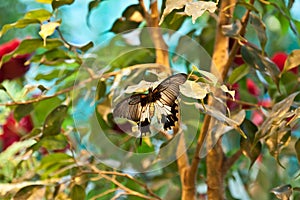 Spectacular beautiful butterfly on the leaf of a plant