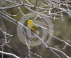 Spectacular beauty American Yellow Warbler