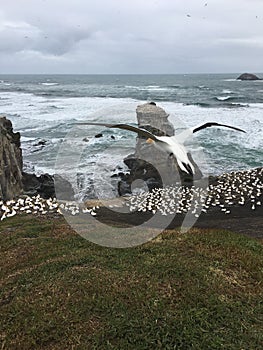 Spectacular bird island albatross paradise