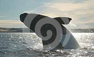 Spectacular Black and white whale jumping