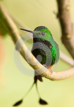 A spectacular Booted Racket-tail Hummingbird
