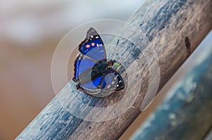 Spectacular butterfly encountered in Iguazu falls, Argentina