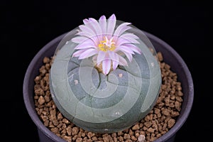 Spectacular Cactaceae Beauty Closeup Photo of Blooming Pink flower of Lophophora Cactus