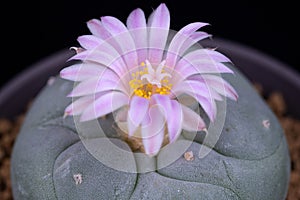 Spectacular Cactaceae Beauty Closeup Photo of Blooming Pink flower of Lophophora Cactus