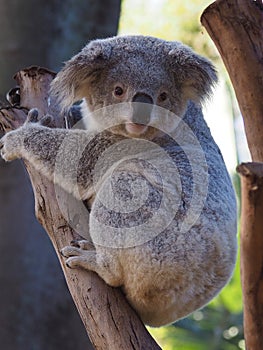 Spectacular Charming Young Koala Embracing a Tree.