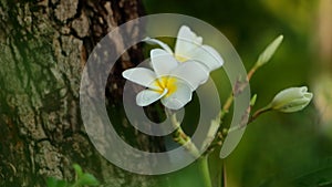 Spectacular collage of fragrant pure white scented blooms with yellow centers of exotic tropical frangipanni species plumeria plum