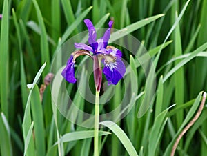 Brilliant bold purple Siberian Iris bloom among the green stems background in May 2023