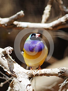 Spectacular colorful Gouldian Finch.