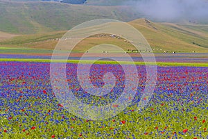 The spectacular colors of flowering on the plains of Castelluccio