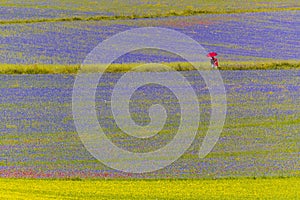 The spectacular colors of flowering on the plains of Castelluccio