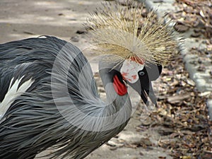 Spectacular crowned crane or espectacular grulla coronada