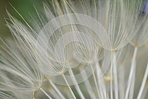 Spectacular detail of Dandelion flower