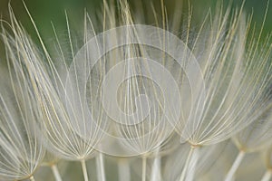 Spectacular detail of Dandelion flower