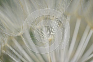 Spectacular detail of Dandelion flower