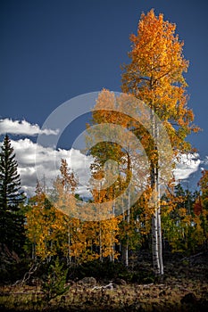 Spectacular fall foliage in the lava fields of Dixie National Forest just outside of Cedar Breaks National Monument