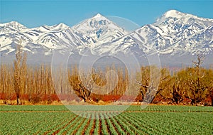 Spectacular Green fields white mountains photo