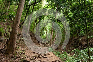 Spectacular green trail, surrounded by mountain vegetation in Sabas Nieves, El Avila Waraira Repano National Park mountain, Caraca