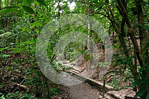 Spectacular green trail, surrounded by mountain vegetation in Sabas Nieves, El Avila Waraira Repano National Park mountain, Caraca