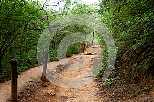 Spectacular green trail, surrounded by mountain vegetation in Sabas Nieves, El Avila Waraira Repano National Park mountain, Caraca