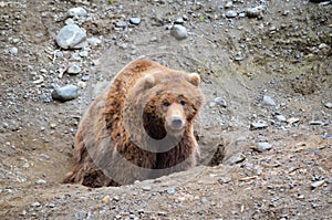 Spectacular grizzly bear resting in holes of soil dug by them in zoo in Alaska, USA, United States of America